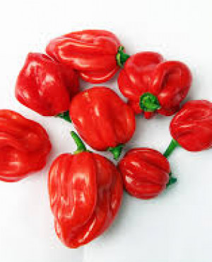 Scotch Bonnet (Rodo Pack)