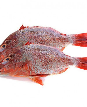 Red Bream Fish